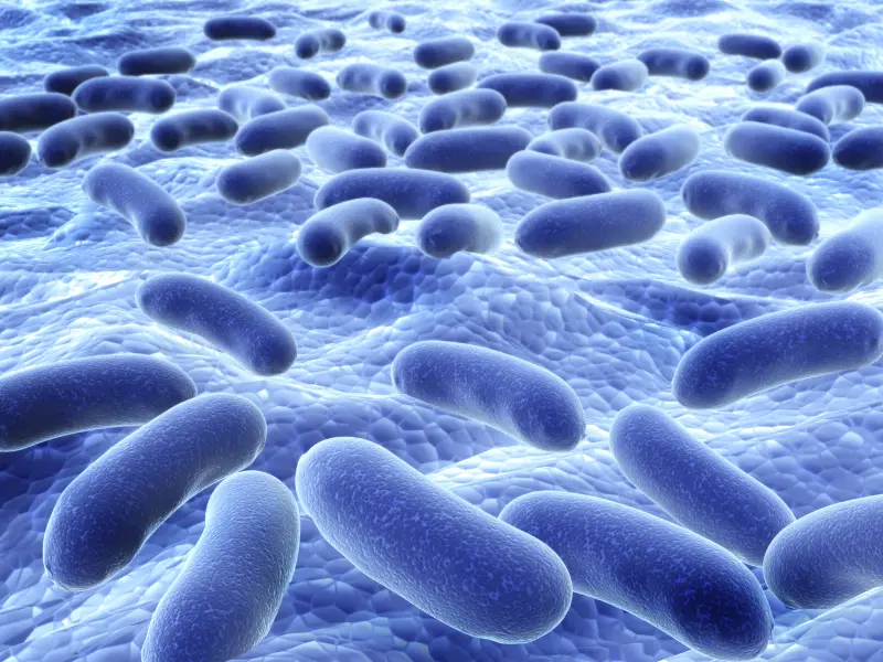 Sử dụng sản phẩm có chứa lợi khuẩn Bacillus subtilis giúp cải thiện biếng ăn hiệu quả.webp